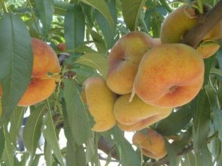 Fig fersken: beskrivelse + bilde