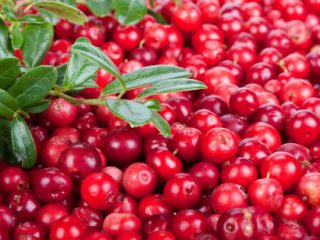 Sifat berguna lingonberry