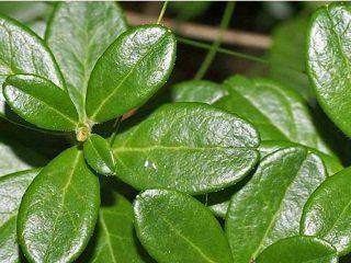 Ciri penyembuhan daun lingonberry