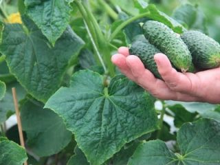 Agurkas Šoša: apžvalgos + nuotraukos