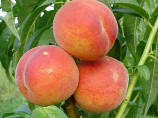 Voroņežas krūmu persiks