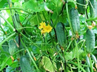 Cucumber Ant f1: ulasan + foto