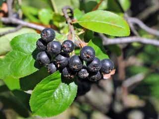 Hvornår skal man høste sort chokeberry-frugt