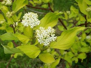 Derenas Aurea