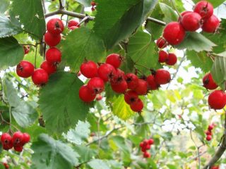 Dekoratīvie koki un krūmi: parastais vilkābele