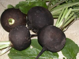 Bila hendak membuang lobak dari kebun untuk simpanan