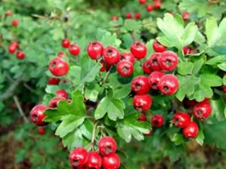 Dekoratīvie koki un krūmi: Arnolda vilkābele