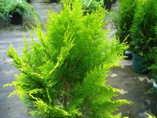 Cypress maisemasuunnittelussa: valokuvia ja lajikkeita