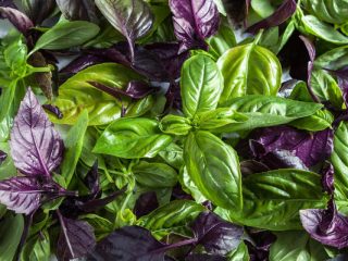 Basil: penanaman dan penjagaan di ladang terbuka