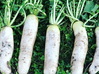 Daikon: คุณสมบัติที่เป็นประโยชน์และข้อห้าม