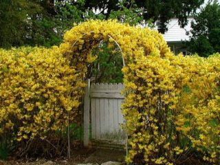 Välituote Forsythia: Spectabilis, Linwood, Goldsauber