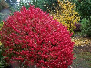 Siivekäs Euonymus: Compactus, Chicago Fire, Fireball