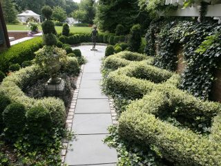 Fortune's euonymus: Emerald Gold, Haiti, Harlequin, Silver Queen