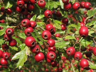 Vilkābele no spiediena