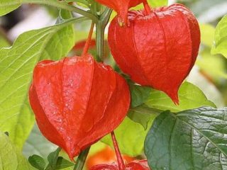 Varieti Physalis
