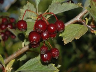 Vilkābele melna un sarkana: foto