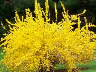 Eurooppalainen forsythia: kuva ja kuvaus