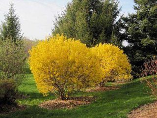 Forsythia Linwood