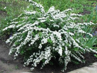 Spirea Snowmound: kuva ja kuvaus