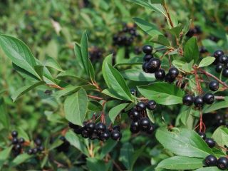 Melnā aronija: stādīšana un kopšana