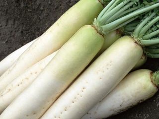 Daikon Minovashi: บทวิจารณ์การปลูกและการดูแลรักษา