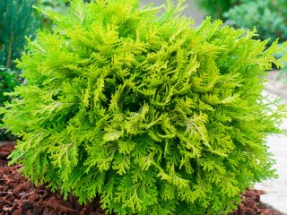 Cypress: istutus ja hoito avoimella kentällä