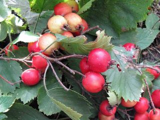 Hawthorn Rooster Spur: kuva + kuvaus