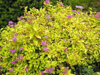 Spirea Golden Princess: kuva ja kuvaus
