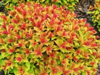 Spirea Japan Goldflame