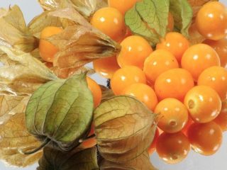 Physalis: nauda sveikatai ir žala