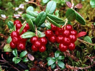 Lingonberry: foto buah beri