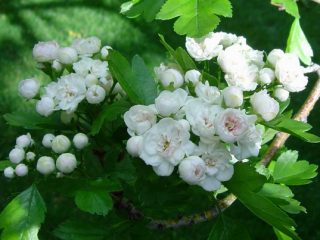 Vilkābele mordensky Toba