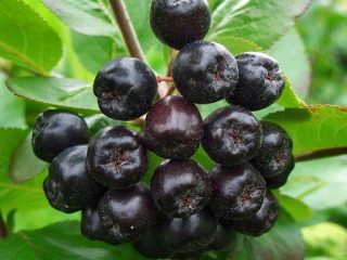 Kuinka aronia kuivataan kotona
