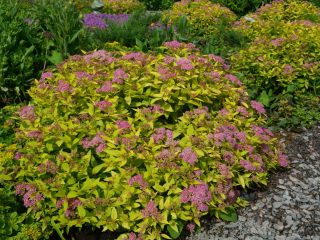 Spirea: istutus ja hoito avoimella kentällä
