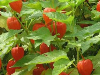 Physalis: hedelmä tai vihannes, miten kasvaa