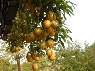 Pepino: kāds ir šis augs