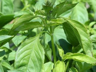 Lemon basil: khasiat bermanfaat