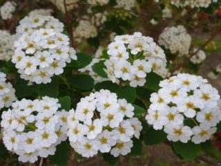 Spirea Wangutta: istutus ja hoito, valokuva