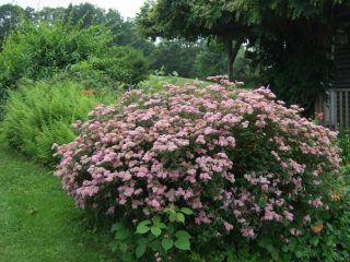 Spirea Douglas: gambar dan keterangan
