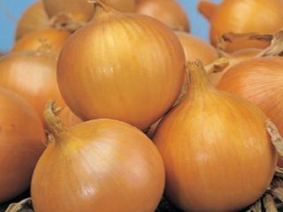 Onion Senshui: penerangan pelbagai + ulasan