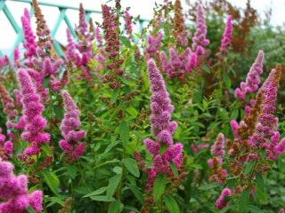 Spirea Billard: gambar dan keterangan