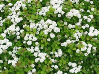 Birch spirea: penanaman dan penjagaan, foto