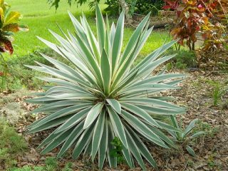 Jukas dārzs: foto un apraksts