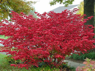 Pensas euonymus: istutus ja hoito, valokuva