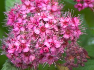 Japanilainen spirea: valokuvat ja lajikkeet