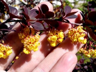 Barberry Thunbergin rubiinitähti (Berberis thunbergii rubiinitähti) ja kultainen rubiini (kultainen rubiini)