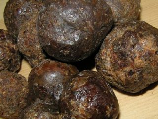 Bruken av propolis: hvordan man tygger ordentlig