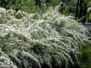 Mitä tehdä, jos spirea lähtee kuivaksi