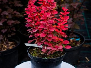 Karhunvatukka Thunberg Lutin Rouge (Berberis thunbergii Lutin Rouge)
