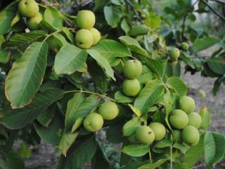 Graikinis riešutas Idealus: aprašymas, nuotrauka, apžvalgos
